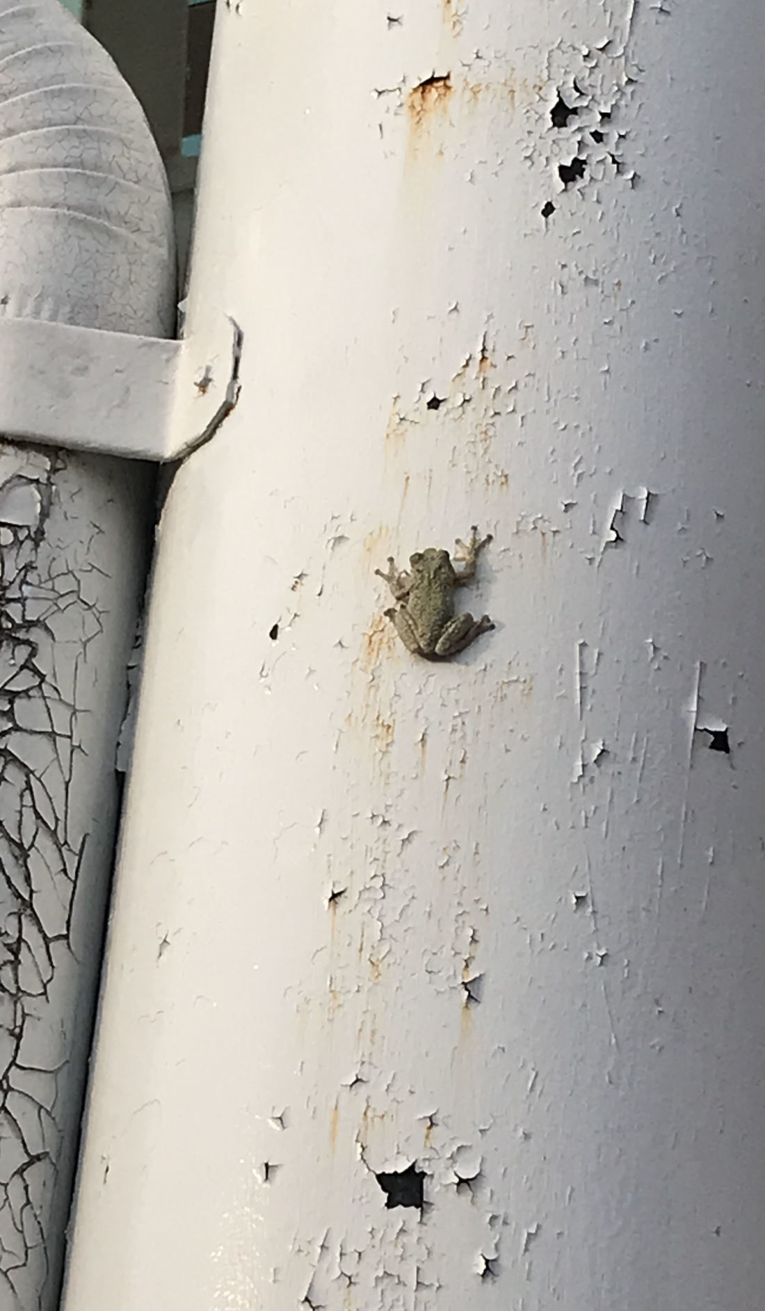 tree frog
